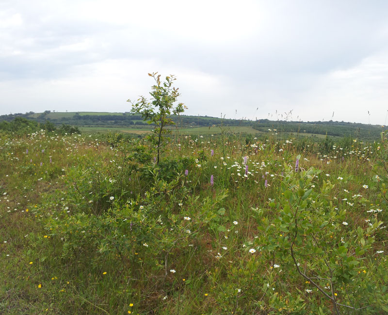 Ecological Consultancy Services