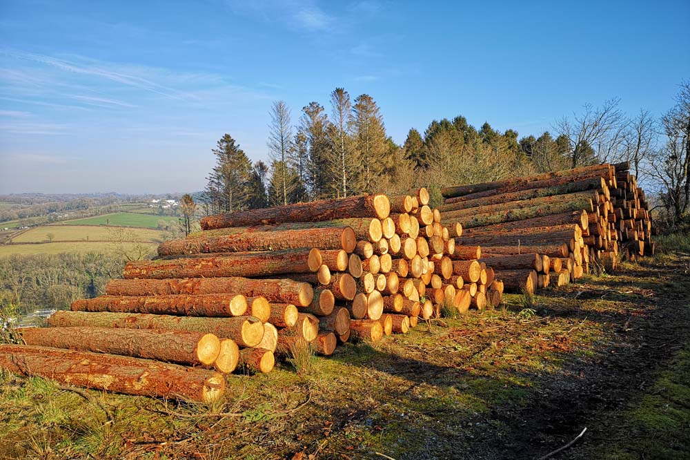 Forestry Consultancy