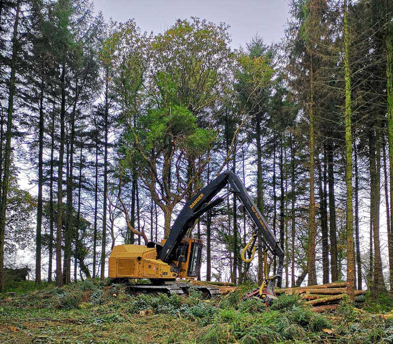 Forestry Consultancy