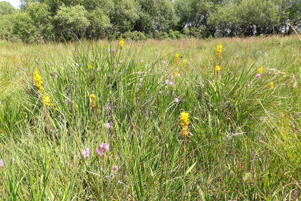 Ecological Consultancy Services